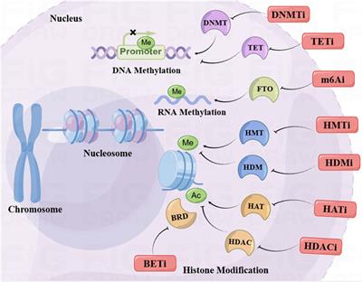 Recent advances in epigenetic anticancer therapeutics and future perspectives